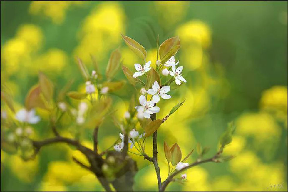 【春天，广西桂林灌阳县向您发出邀请！】我们在灌阳看梨花 - 游山玩水 - 葫芦岛生活社区 - 葫芦岛28生活网 hld.28life.com