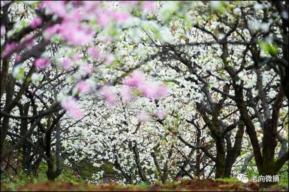 【春天，广西桂林灌阳县向您发出邀请！】我们在灌阳看梨花 - 游山玩水 - 葫芦岛生活社区 - 葫芦岛28生活网 hld.28life.com
