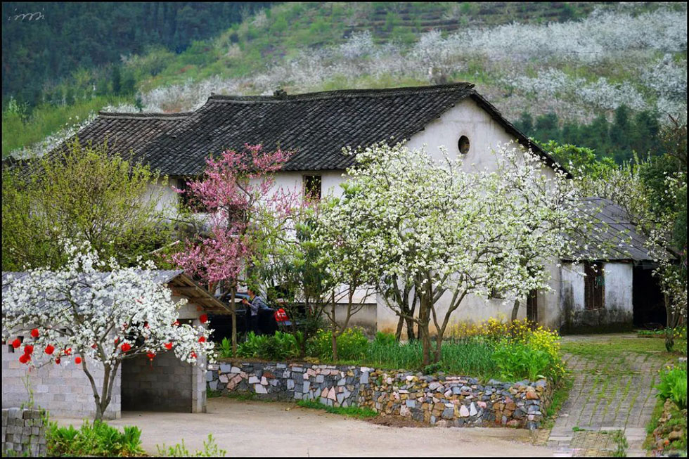 【春天，广西桂林灌阳县向您发出邀请！】我们在灌阳看梨花 - 游山玩水 - 葫芦岛生活社区 - 葫芦岛28生活网 hld.28life.com