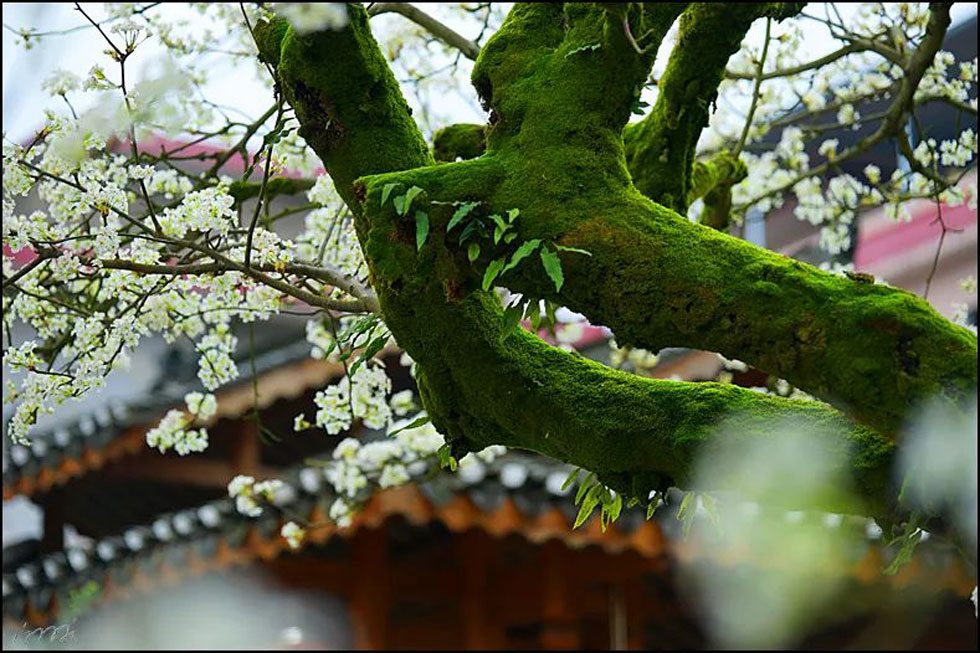 【春天，广西桂林灌阳县向您发出邀请！】我们在灌阳看梨花 - 游山玩水 - 葫芦岛生活社区 - 葫芦岛28生活网 hld.28life.com