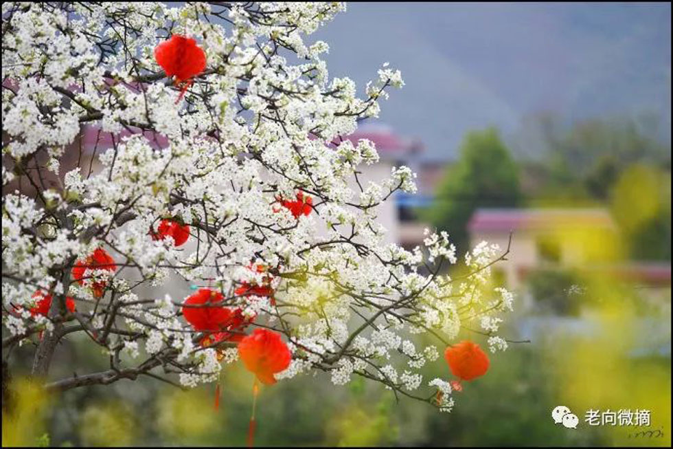 【春天，广西桂林灌阳县向您发出邀请！】我们在灌阳看梨花 - 游山玩水 - 葫芦岛生活社区 - 葫芦岛28生活网 hld.28life.com