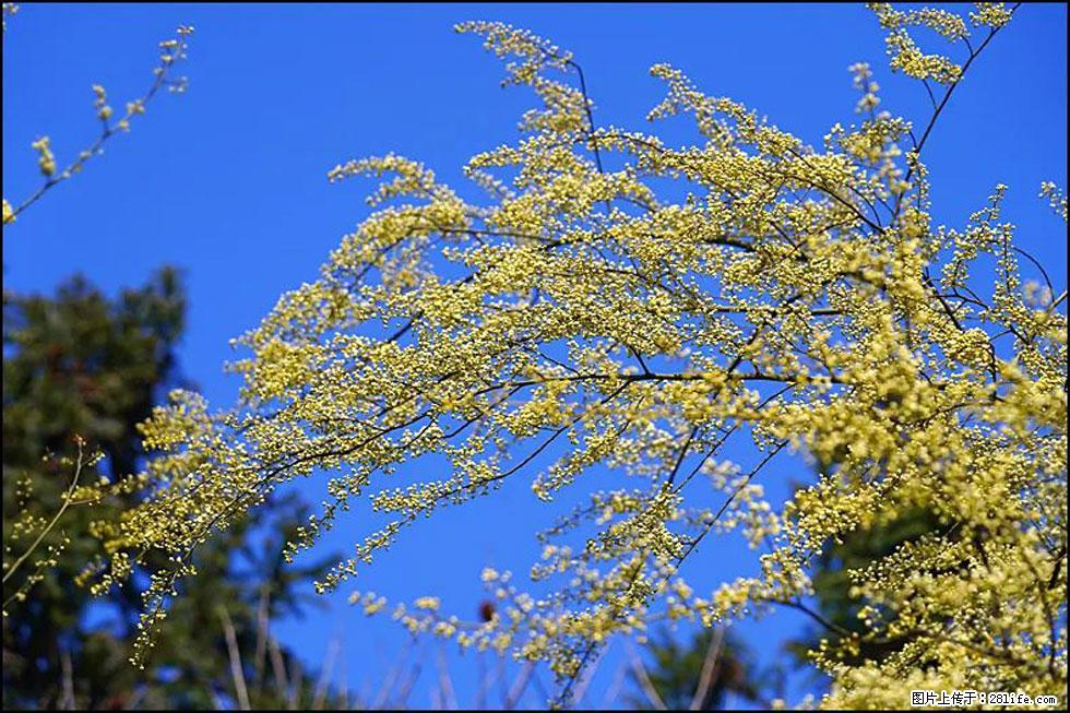 【春天，广西桂林灌阳县向您发出邀请！】米珠山前有片山苍子花在飘香 - 游山玩水 - 葫芦岛生活社区 - 葫芦岛28生活网 hld.28life.com