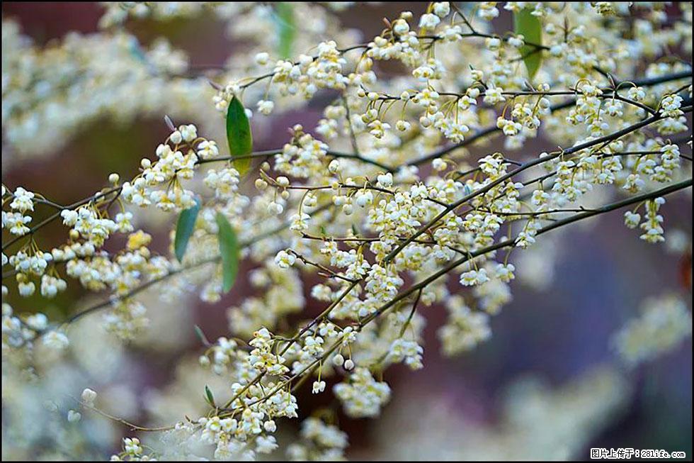 【春天，广西桂林灌阳县向您发出邀请！】米珠山前有片山苍子花在飘香 - 游山玩水 - 葫芦岛生活社区 - 葫芦岛28生活网 hld.28life.com