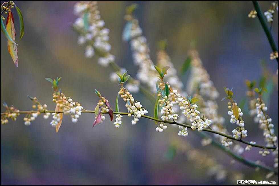 【春天，广西桂林灌阳县向您发出邀请！】米珠山前有片山苍子花在飘香 - 游山玩水 - 葫芦岛生活社区 - 葫芦岛28生活网 hld.28life.com