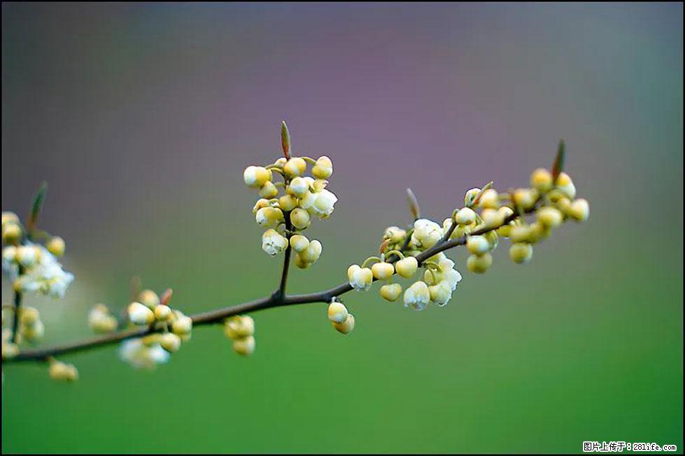 【春天，广西桂林灌阳县向您发出邀请！】米珠山前有片山苍子花在飘香 - 游山玩水 - 葫芦岛生活社区 - 葫芦岛28生活网 hld.28life.com