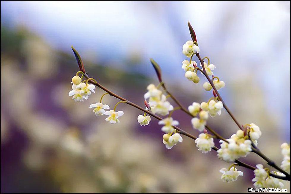 【春天，广西桂林灌阳县向您发出邀请！】米珠山前有片山苍子花在飘香 - 游山玩水 - 葫芦岛生活社区 - 葫芦岛28生活网 hld.28life.com