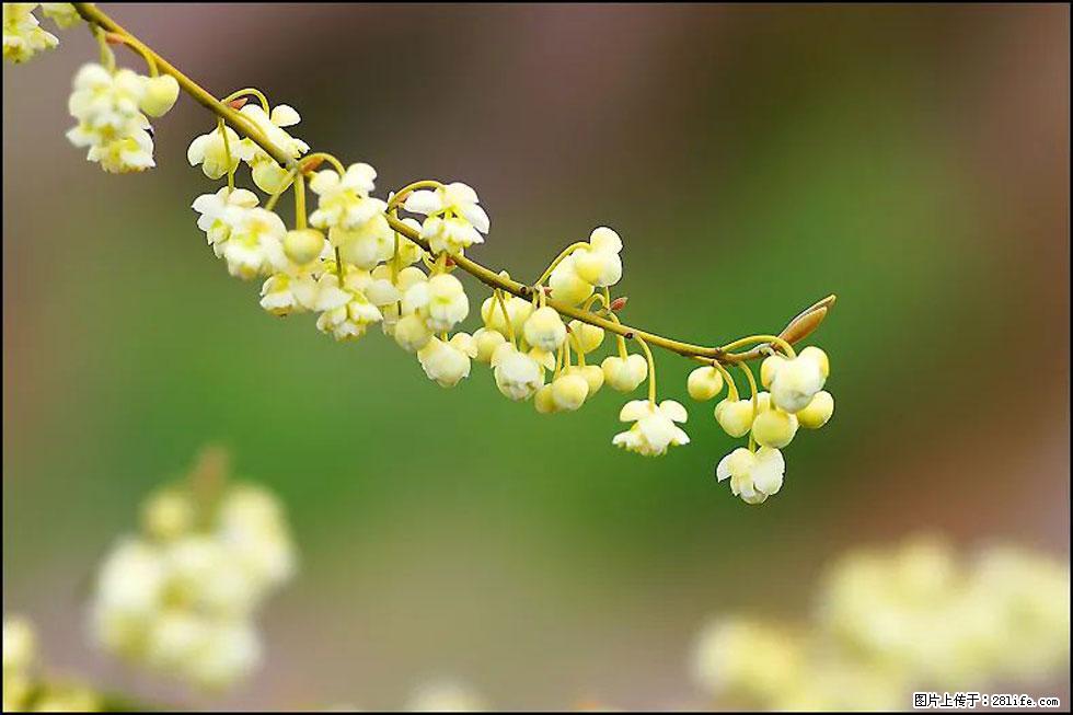 【春天，广西桂林灌阳县向您发出邀请！】米珠山前有片山苍子花在飘香 - 游山玩水 - 葫芦岛生活社区 - 葫芦岛28生活网 hld.28life.com