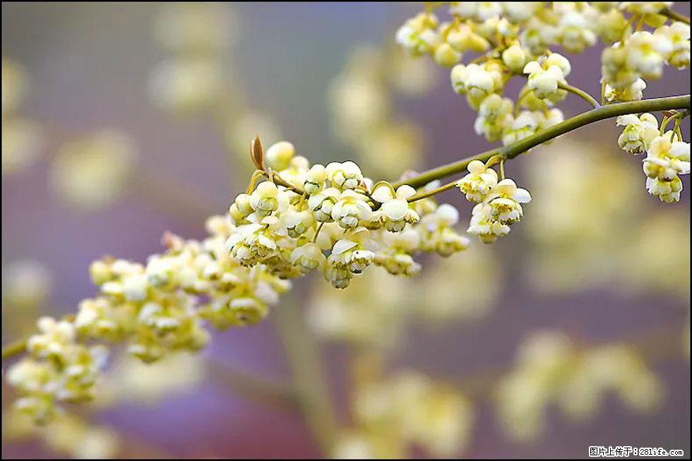 【春天，广西桂林灌阳县向您发出邀请！】米珠山前有片山苍子花在飘香 - 游山玩水 - 葫芦岛生活社区 - 葫芦岛28生活网 hld.28life.com