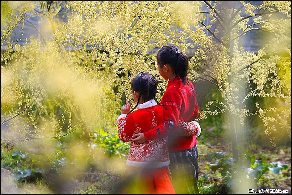 【春天，广西桂林灌阳县向您发出邀请！】米珠山前有片山苍子花在飘香 - 游山玩水 - 葫芦岛生活社区 - 葫芦岛28生活网 hld.28life.com