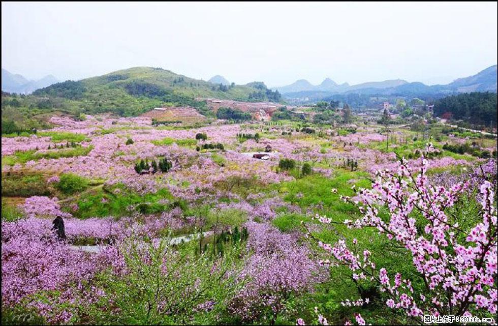 【春天，广西桂林灌阳县向您发出邀请！】官庄村有个醉美的桃花园 - 游山玩水 - 葫芦岛生活社区 - 葫芦岛28生活网 hld.28life.com
