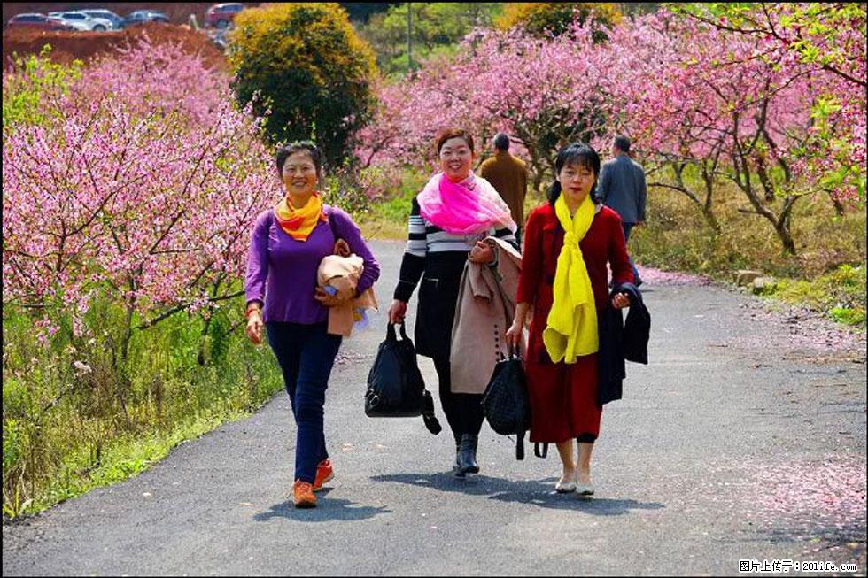 【春天，广西桂林灌阳县向您发出邀请！】官庄村有个醉美的桃花园 - 游山玩水 - 葫芦岛生活社区 - 葫芦岛28生活网 hld.28life.com