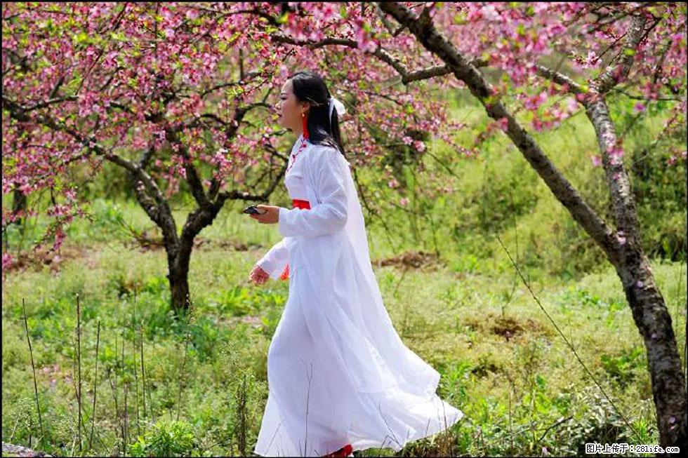 【春天，广西桂林灌阳县向您发出邀请！】官庄村有个醉美的桃花园 - 游山玩水 - 葫芦岛生活社区 - 葫芦岛28生活网 hld.28life.com