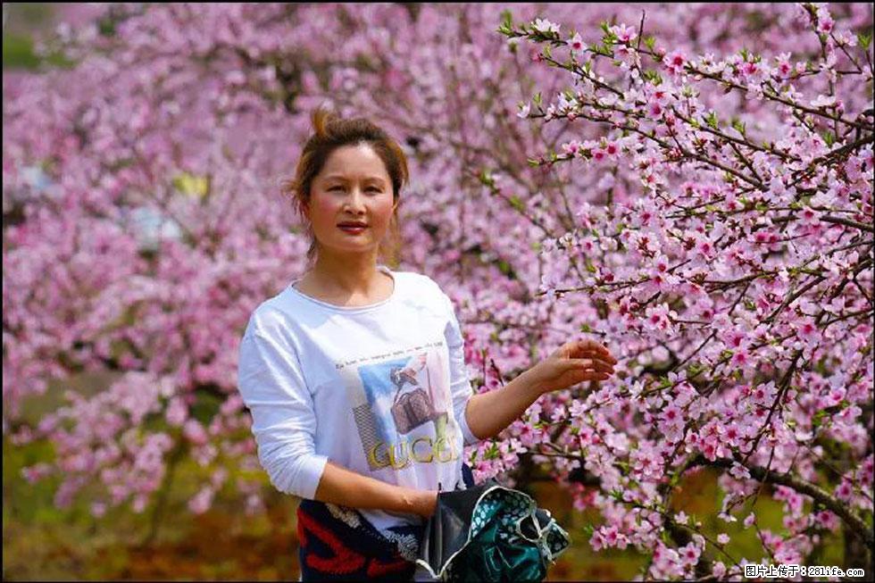 【春天，广西桂林灌阳县向您发出邀请！】官庄村有个醉美的桃花园 - 游山玩水 - 葫芦岛生活社区 - 葫芦岛28生活网 hld.28life.com