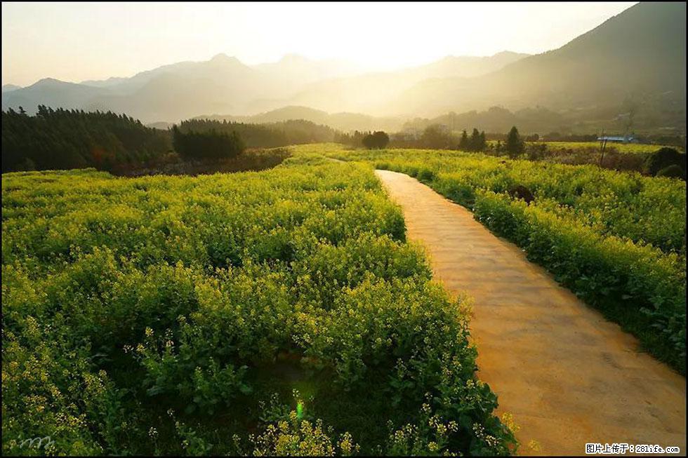 【春天，广西桂林灌阳县向您发出邀请！】长坪村油菜盛情花开 - 游山玩水 - 葫芦岛生活社区 - 葫芦岛28生活网 hld.28life.com