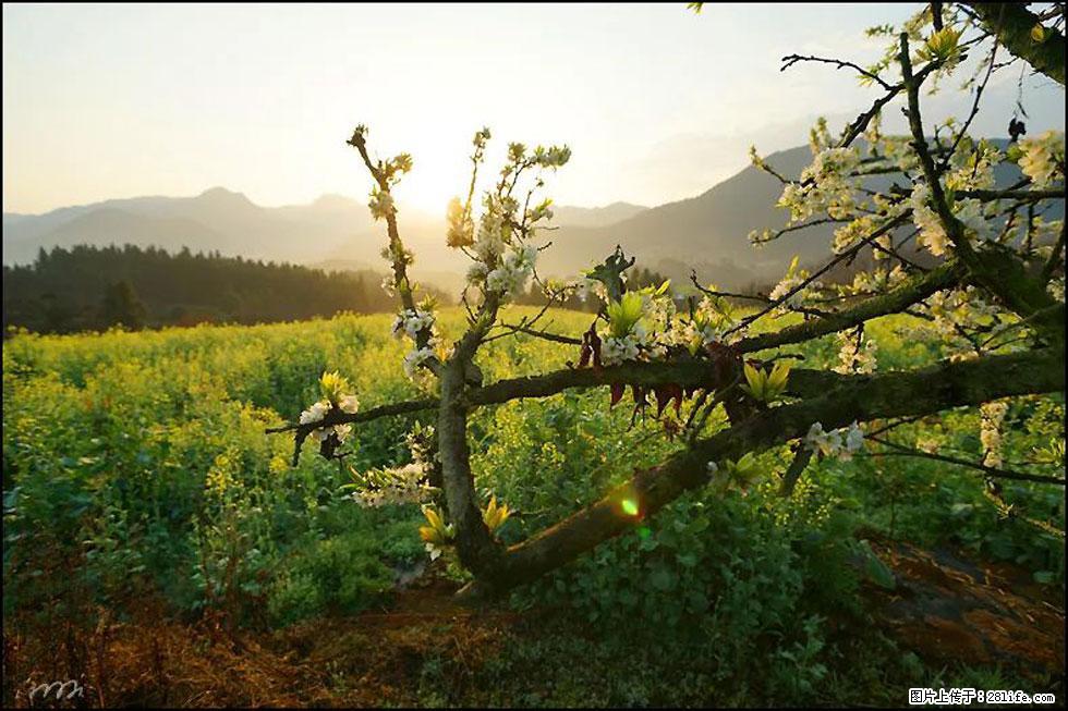 【春天，广西桂林灌阳县向您发出邀请！】长坪村油菜盛情花开 - 游山玩水 - 葫芦岛生活社区 - 葫芦岛28生活网 hld.28life.com