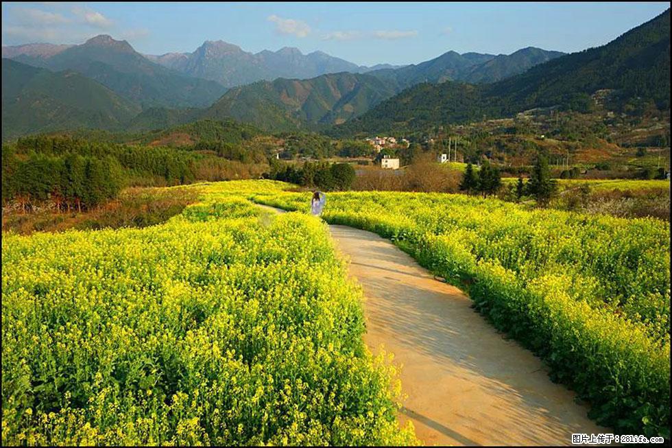 【春天，广西桂林灌阳县向您发出邀请！】长坪村油菜盛情花开 - 游山玩水 - 葫芦岛生活社区 - 葫芦岛28生活网 hld.28life.com