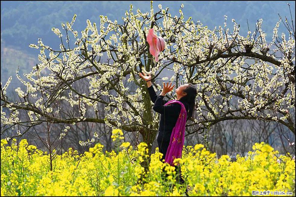 【春天，广西桂林灌阳县向您发出邀请！】长坪村油菜盛情花开 - 游山玩水 - 葫芦岛生活社区 - 葫芦岛28生活网 hld.28life.com