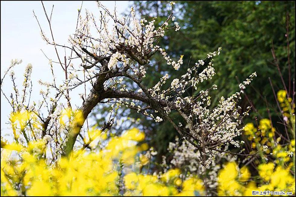 【春天，广西桂林灌阳县向您发出邀请！】长坪村油菜盛情花开 - 游山玩水 - 葫芦岛生活社区 - 葫芦岛28生活网 hld.28life.com