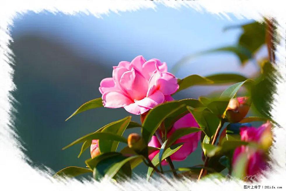 【春天，广西桂林灌阳县向您发出邀请！】杨柳井茶花惹人爱 - 游山玩水 - 葫芦岛生活社区 - 葫芦岛28生活网 hld.28life.com