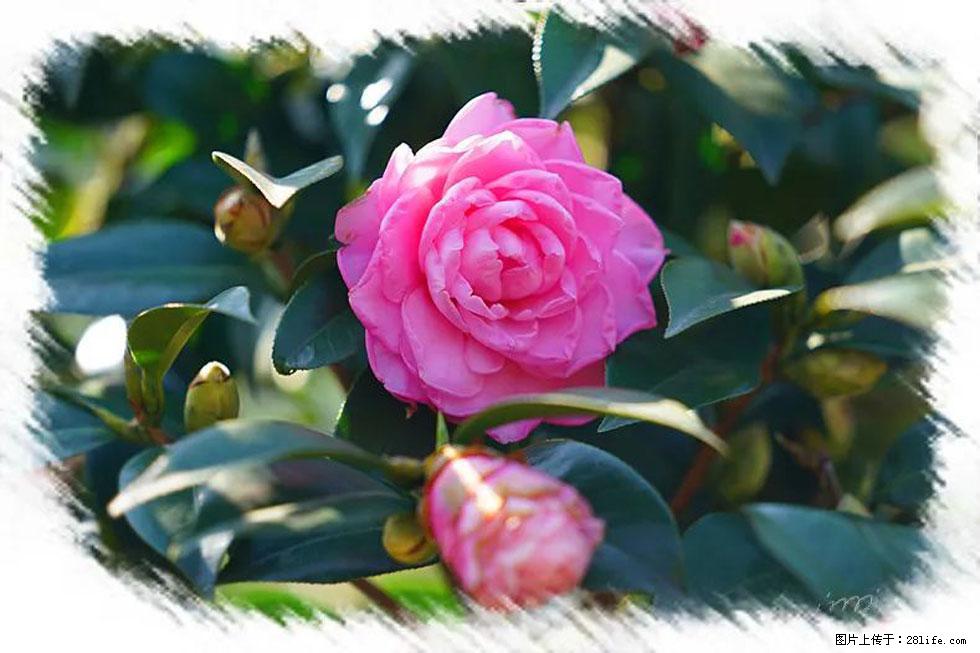 【春天，广西桂林灌阳县向您发出邀请！】杨柳井茶花惹人爱 - 游山玩水 - 葫芦岛生活社区 - 葫芦岛28生活网 hld.28life.com