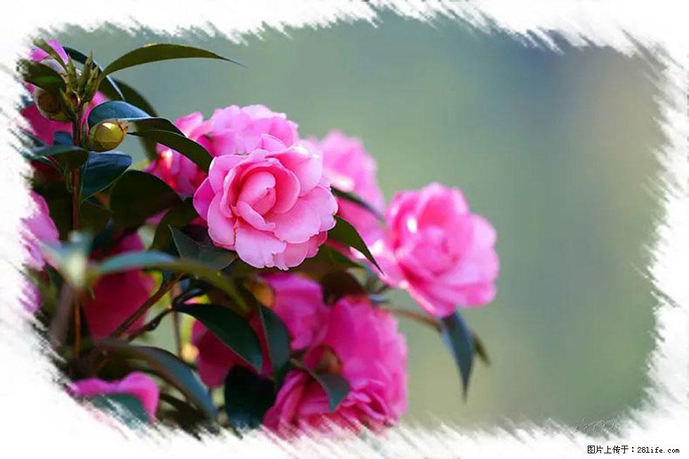 【春天，广西桂林灌阳县向您发出邀请！】杨柳井茶花惹人爱 - 游山玩水 - 葫芦岛生活社区 - 葫芦岛28生活网 hld.28life.com