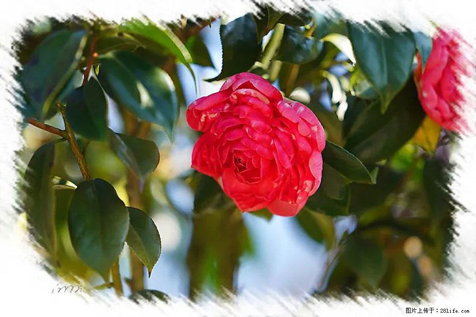 【春天，广西桂林灌阳县向您发出邀请！】杨柳井茶花惹人爱 - 游山玩水 - 葫芦岛生活社区 - 葫芦岛28生活网 hld.28life.com