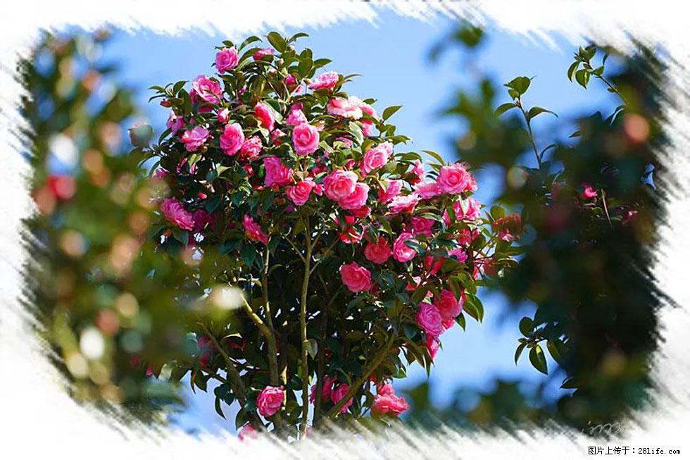 【春天，广西桂林灌阳县向您发出邀请！】杨柳井茶花惹人爱 - 游山玩水 - 葫芦岛生活社区 - 葫芦岛28生活网 hld.28life.com