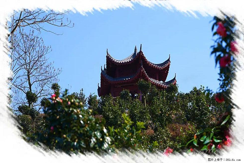 【春天，广西桂林灌阳县向您发出邀请！】杨柳井茶花惹人爱 - 游山玩水 - 葫芦岛生活社区 - 葫芦岛28生活网 hld.28life.com