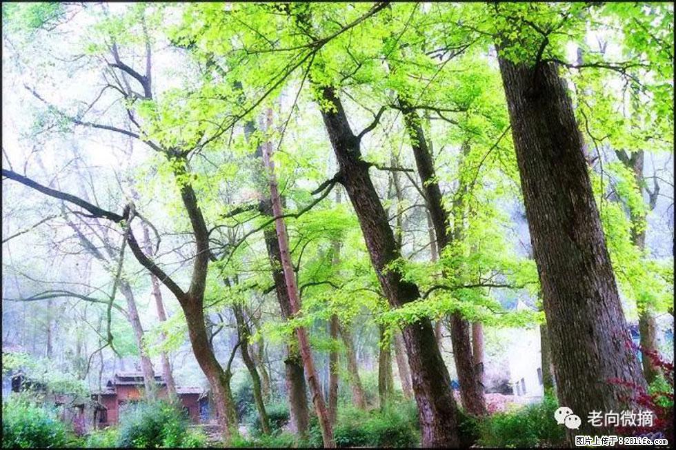 【春天，广西桂林灌阳县向您发出邀请！】在小龙村与春天约会 - 游山玩水 - 葫芦岛生活社区 - 葫芦岛28生活网 hld.28life.com