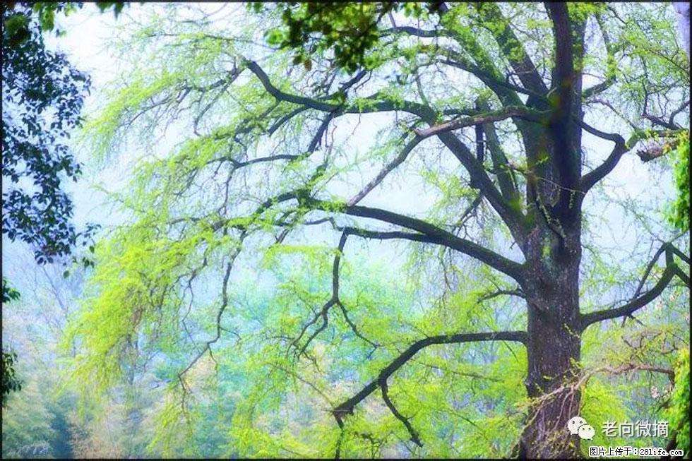 【春天，广西桂林灌阳县向您发出邀请！】在小龙村与春天约会 - 游山玩水 - 葫芦岛生活社区 - 葫芦岛28生活网 hld.28life.com