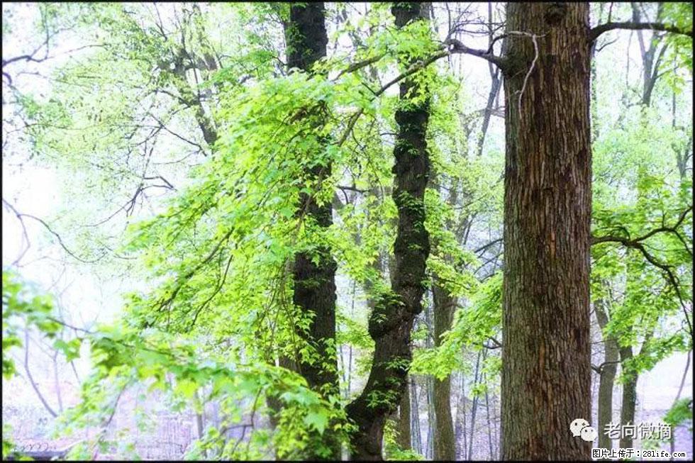 【春天，广西桂林灌阳县向您发出邀请！】在小龙村与春天约会 - 游山玩水 - 葫芦岛生活社区 - 葫芦岛28生活网 hld.28life.com