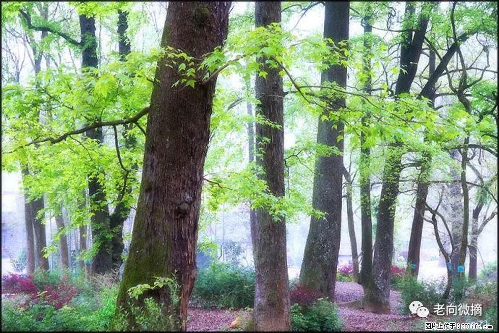 【春天，广西桂林灌阳县向您发出邀请！】在小龙村与春天约会 - 游山玩水 - 葫芦岛生活社区 - 葫芦岛28生活网 hld.28life.com