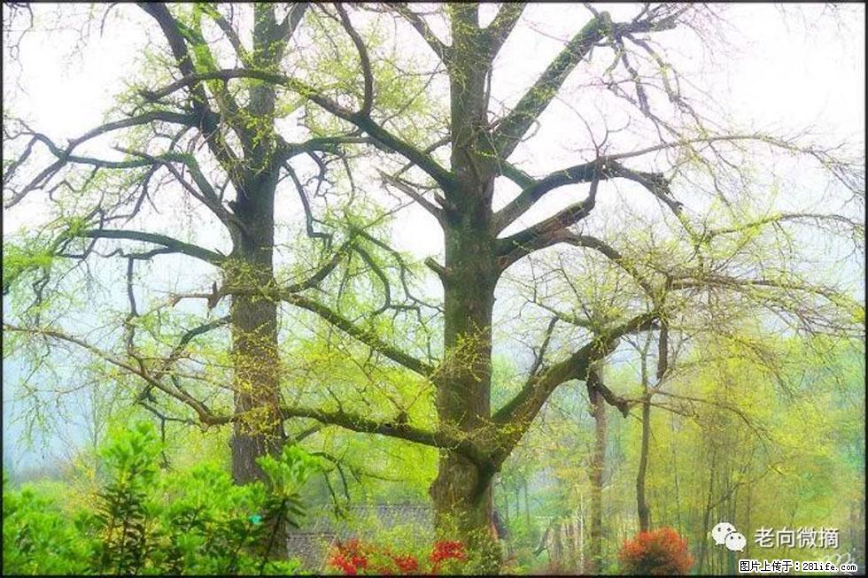 【春天，广西桂林灌阳县向您发出邀请！】在小龙村与春天约会 - 游山玩水 - 葫芦岛生活社区 - 葫芦岛28生活网 hld.28life.com