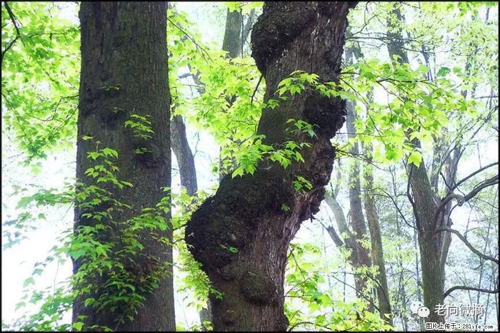 【春天，广西桂林灌阳县向您发出邀请！】在小龙村与春天约会 - 游山玩水 - 葫芦岛生活社区 - 葫芦岛28生活网 hld.28life.com