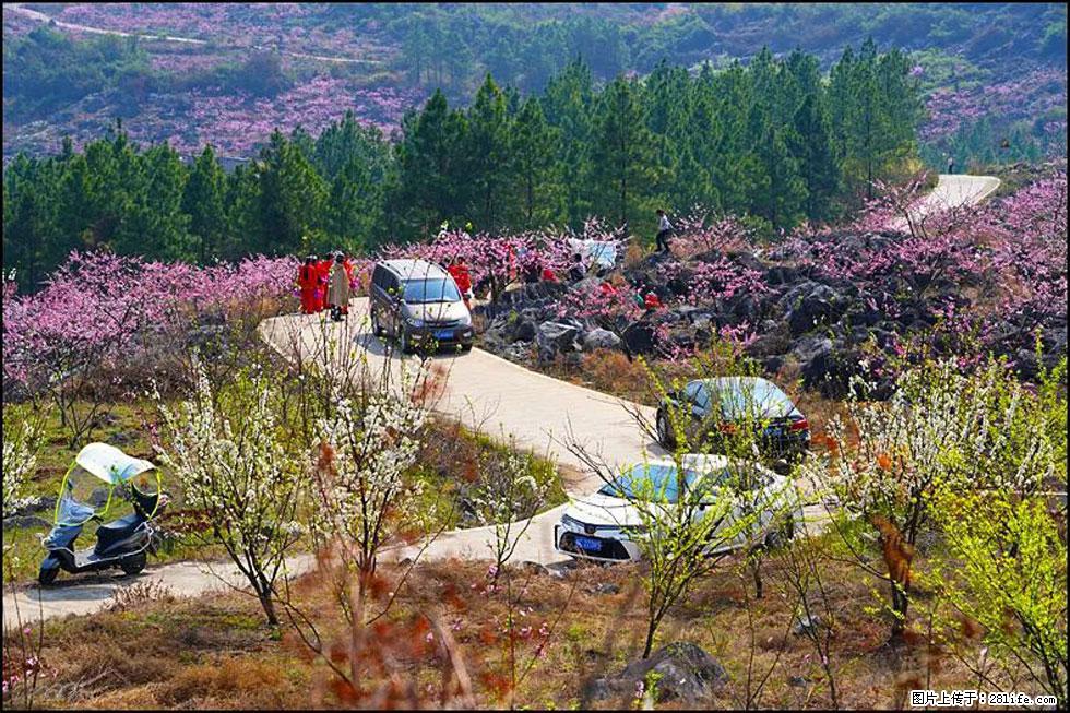 【春天，广西桂林灌阳县向您发出邀请！】望月岭上桃花开 - 游山玩水 - 葫芦岛生活社区 - 葫芦岛28生活网 hld.28life.com