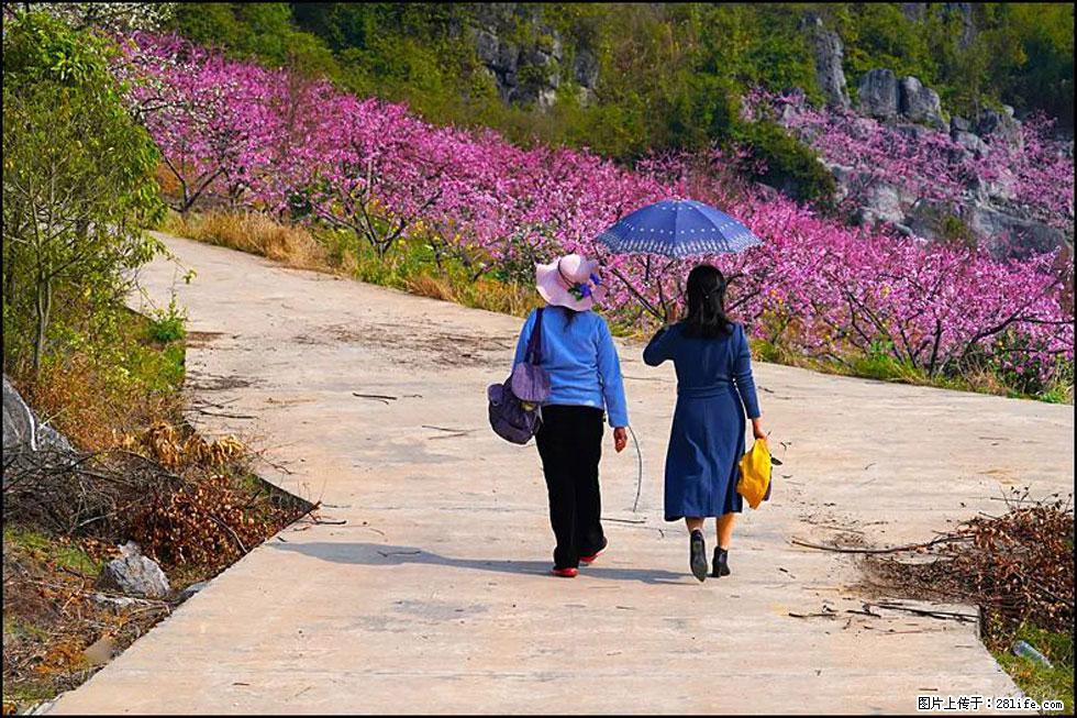 【春天，广西桂林灌阳县向您发出邀请！】望月岭上桃花开 - 游山玩水 - 葫芦岛生活社区 - 葫芦岛28生活网 hld.28life.com