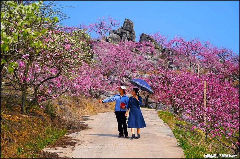 【春天，广西桂林灌阳县向您发出邀请！】望月岭上桃花开 - 游山玩水 - 葫芦岛生活社区 - 葫芦岛28生活网 hld.28life.com