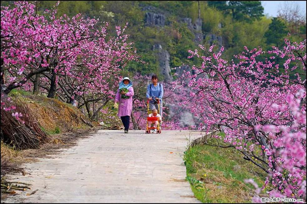 【春天，广西桂林灌阳县向您发出邀请！】望月岭上桃花开 - 游山玩水 - 葫芦岛生活社区 - 葫芦岛28生活网 hld.28life.com