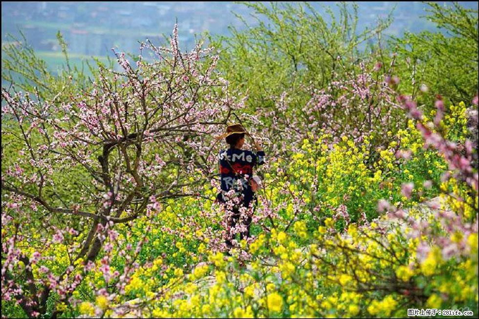 【春天，广西桂林灌阳县向您发出邀请！】望月岭上桃花开 - 游山玩水 - 葫芦岛生活社区 - 葫芦岛28生活网 hld.28life.com