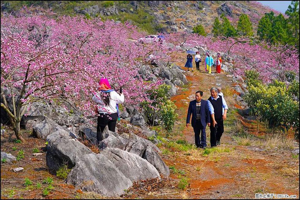 【春天，广西桂林灌阳县向您发出邀请！】望月岭上桃花开 - 游山玩水 - 葫芦岛生活社区 - 葫芦岛28生活网 hld.28life.com