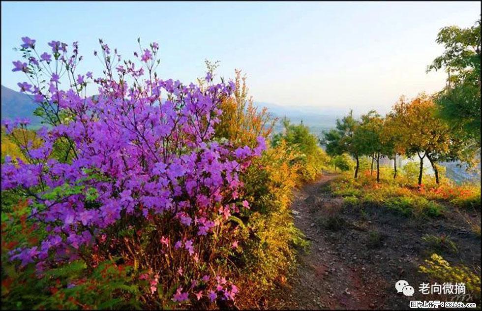 【春天，广西桂林灌阳县向您发出邀请！】登麒麟山，相约映山红 - 游山玩水 - 葫芦岛生活社区 - 葫芦岛28生活网 hld.28life.com