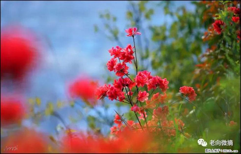 【春天，广西桂林灌阳县向您发出邀请！】登麒麟山，相约映山红 - 游山玩水 - 葫芦岛生活社区 - 葫芦岛28生活网 hld.28life.com