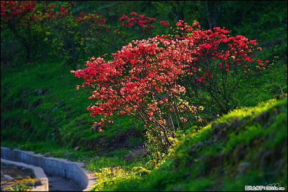 【春天，广西桂林灌阳县向您发出邀请！】春木界上映山红 - 游山玩水 - 葫芦岛生活社区 - 葫芦岛28生活网 hld.28life.com