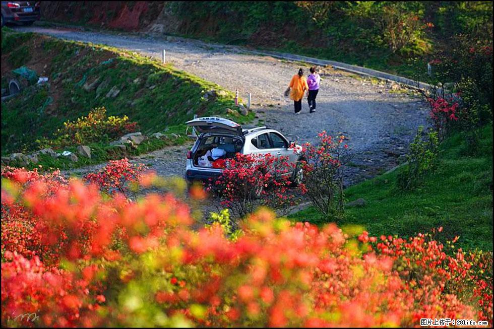 【春天，广西桂林灌阳县向您发出邀请！】春木界上映山红 - 游山玩水 - 葫芦岛生活社区 - 葫芦岛28生活网 hld.28life.com
