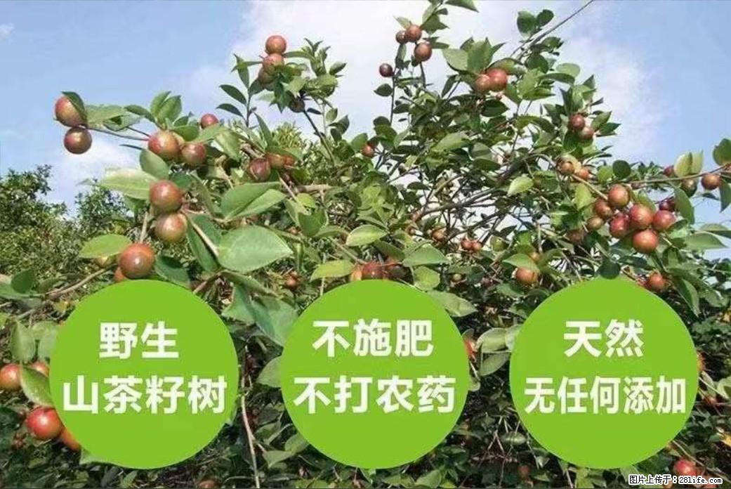 【灌阳县油茶产业示范区】一个有着充实的精神生活的人,对待身外之物自会有一种淡泊的态度 - 美食天地 - 葫芦岛生活社区 - 葫芦岛28生活网 hld.28life.com