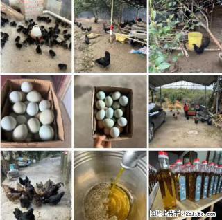 油茶园从小鸡仔开始养起的纯土鸡、土鸡蛋可以预定啦！还有前几天刚榨的纯山茶油哦 - 葫芦岛28生活网 hld.28life.com