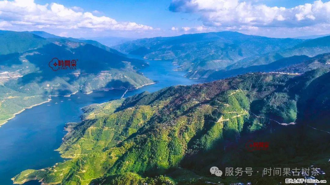 时间果百年古树龙珠普洱生茶 - 购物交流 - 葫芦岛生活社区 - 葫芦岛28生活网 hld.28life.com