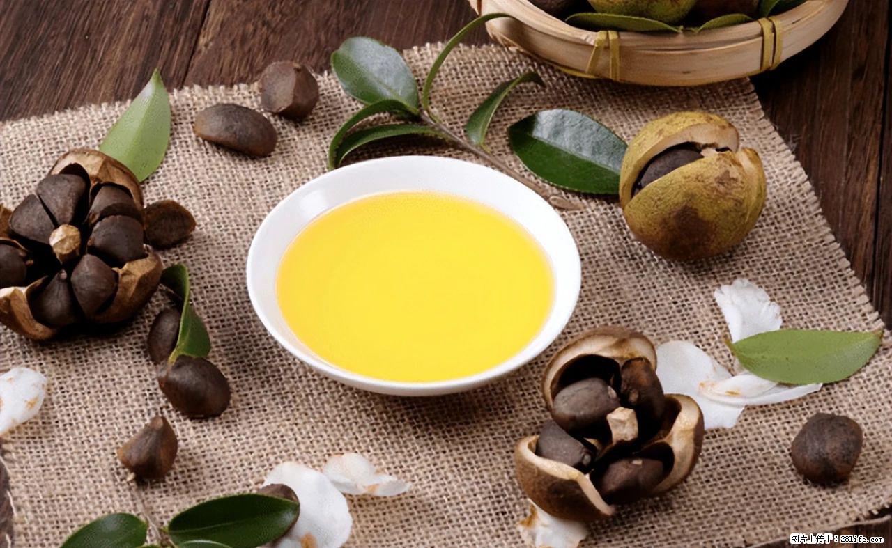 揭秘茶油的5大核心营养成分！被称为人体健康的“守护盾”！ - 葫芦岛生活资讯 - 葫芦岛28生活网 hld.28life.com