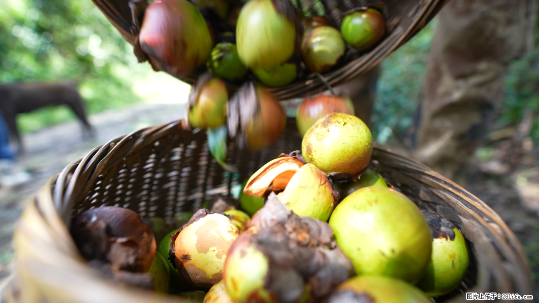 揭秘茶油的5大核心营养成分！被称为人体健康的“守护盾”！ - 葫芦岛生活资讯 - 葫芦岛28生活网 hld.28life.com