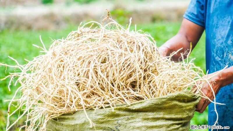 堪称“最难吃”的蔬菜，却是 “抗辐射神器”，还能护肺、清热、止咳化痰！ - 葫芦岛生活资讯 - 葫芦岛28生活网 hld.28life.com